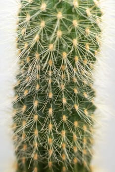 A closeup shot of a cactus, a terrestrial plant with intricate symmetry, set against a stark white background. A beautiful display of nature captured through macro photography