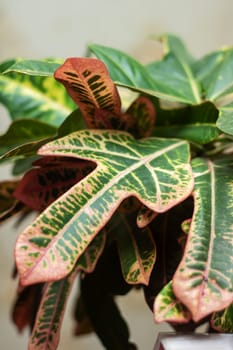 A closeup of a terrestrial plant with green and red leaves, showcasing a beautiful pattern of colors on the plants foliage and stem