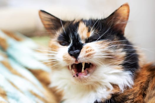 A Felidae carnivore, the calico cat is seen yawning with its mouth open, showcasing its whiskers, snout, fur, and small to mediumsized body in a closeup shot, exuding comfort