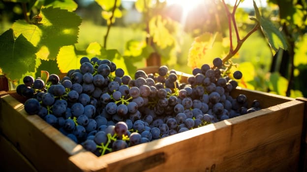 Collection of blue grapes. Grapes in a basket and in the vineyard. Autumn mood in the wine industry in the countryside against the backdrop of the sun. Wine making, vineyards, tourism business, small private business, chain restaurant, flavorful food