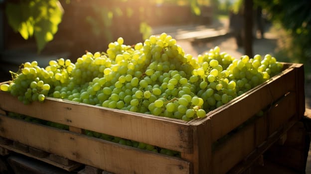 Collection of green grapes. Grapes in a basket and in the vineyard. Autumn mood in the wine industry countryside against the backdrop of the sun. Wine making, vineyards, tourism business, small and private business, chain restaurant, flavorful food