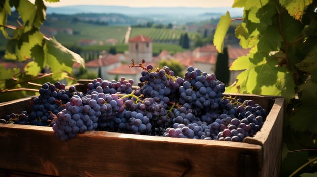 Collection of blue grapes. Grapes in a basket and in the vineyard. Autumn mood in the wine industry in the countryside against the backdrop of the sun. Wine making, vineyards, tourism business, small private business, chain restaurant, flavorful food