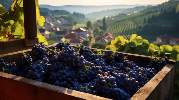 Collection of blue grapes. Grapes in a basket and in the vineyard. Autumn mood in the wine industry in the countryside against the backdrop of the sun. Wine making, vineyards, tourism business, small private business, chain restaurant, flavorful food