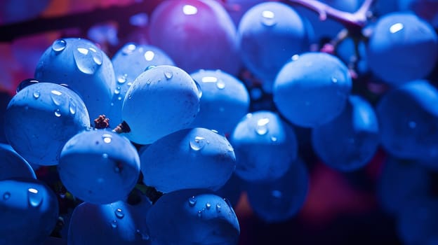 Blue black grapes with water drops, close-up background. Wine making, vineyards, tourism business, small and private business, chain restaurant, flavorful food and drinks