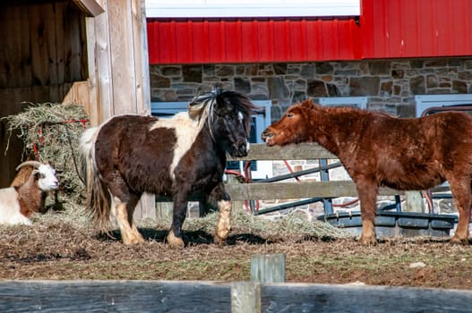 A brown and white horse is standing in front of a red barn. A goat is laying down in the background