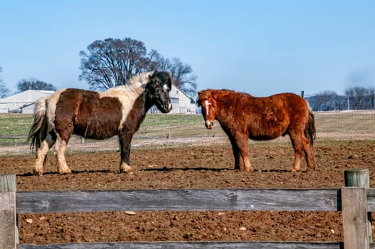 Two horses standing next to each other in a field. One is brown and white and the other is brown