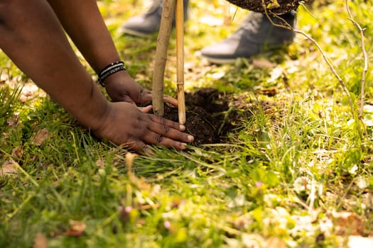 Man and woman volunteers covering hole by planting a tree in the woods, contributing to the conservation project. Team of volunteers doing community service to save the planet. Close up.