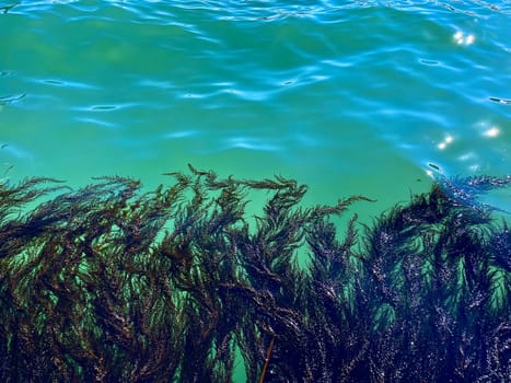 View from the pier on a turquoise background, seaweed in the blue lagoon in the Italian city of Venice. High quality photo