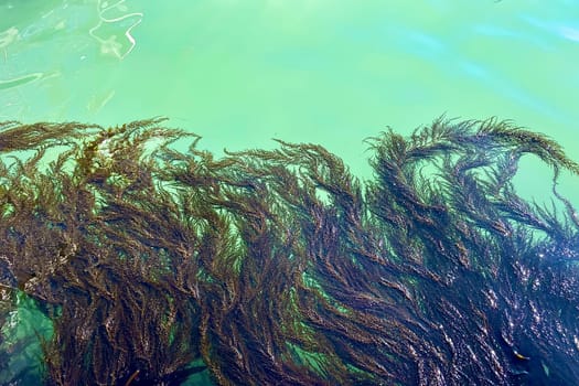 View from the pier on a turquoise background, seaweed in the blue lagoon in the Italian city of Venice. High quality photo