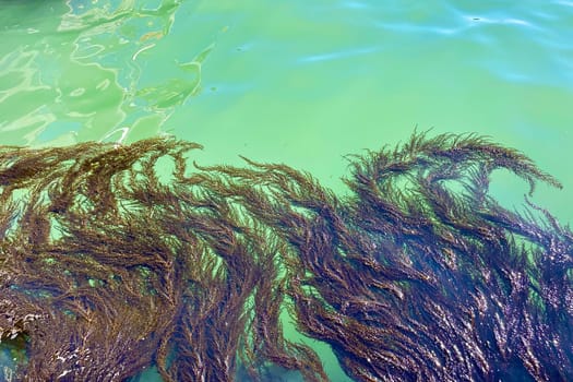 View from the pier on a turquoise background, seaweed in the blue lagoon in the Italian city of Venice. High quality photo