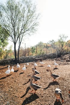 Flock of crested geese graze in a clearing on a farm. High quality photo