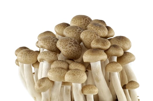 Shimeji mushrooms (Hypsizygus tessellatus) isolated on white background, type of edible mushroom that grows on beech trees