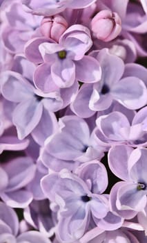 Background of blooming purple terry lilac. Soft focus. Floral backdrop