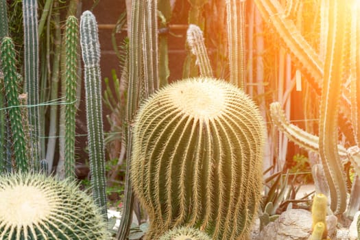 thorn cactus texture background. Golden barrel cactus, golden ball or mother-in-law's cushion Echinocactus grusonii is a species of barrel cactus which is endemic to east-central Mexico.