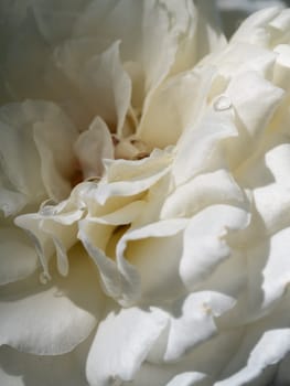 Close-up delicate Princess Miyuki rose petals as nature background