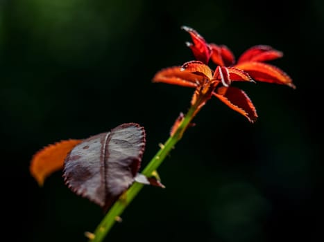 New leaf bright red leaves of young rose buds