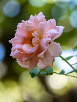 Shape and colors of Jubilee Celebration roses that bloom in the garden