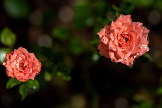 Shape and colors of miniature roses that bloom in the garden