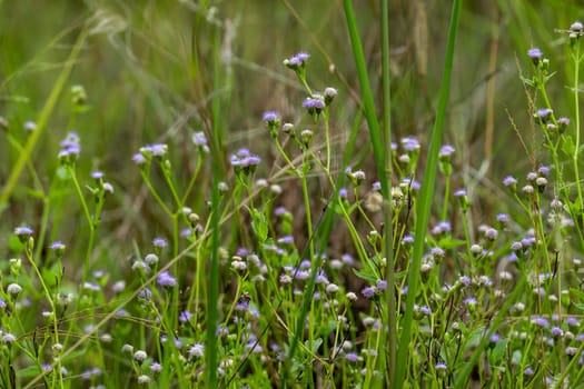 Flower of Tropic Ageratum, praxelis in the grassland at the countryside