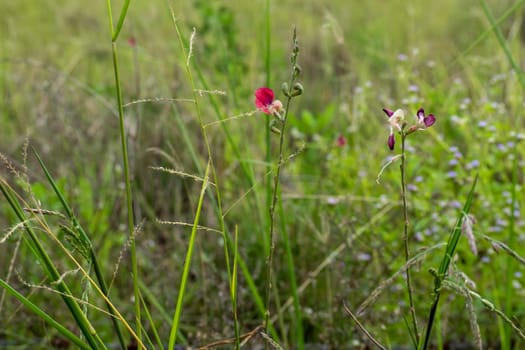 The Scarlet Bean flower growth on dried wasteland along the road