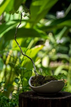 The Small Black siris setting put it in a small pot as a mini bonsai