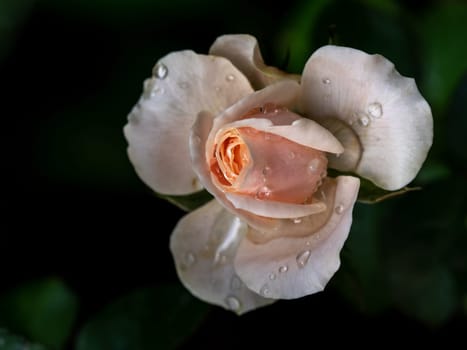 Northanger Abbey rose begin to bloom the petals slowly bloom