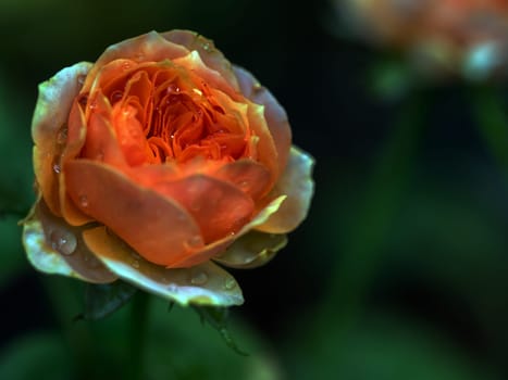 Shape and colors of Vuvuzela rose that bloom in the garden