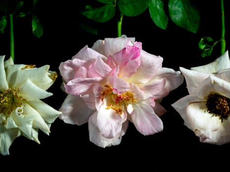 The wounded petals of a withering rose isolated on black background