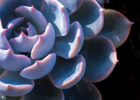 Succulent plant close-up, white wax on silver blue leaves of Echeveria peacockii Subsessilis