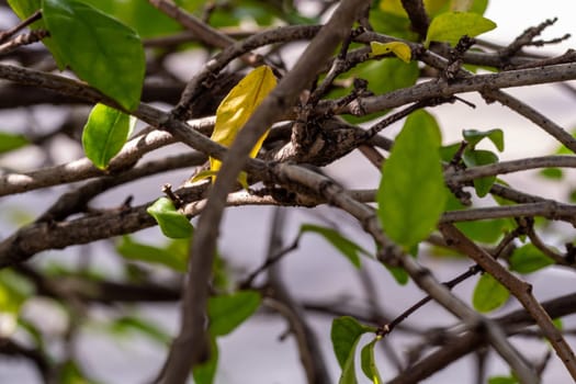 The branches intersect with each other