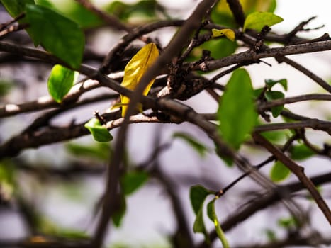 The branches intersect with each other