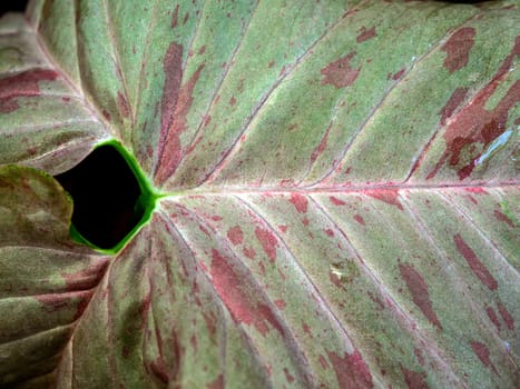 Full frame close up variegated pink pattern on the leaf of Syngonium Pink Splash