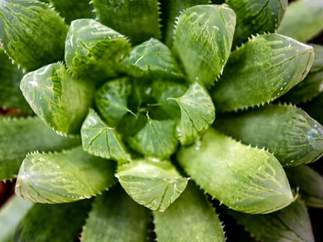 Haworthia Succulent plant, Freshness leaves of Haworthia Cooperi