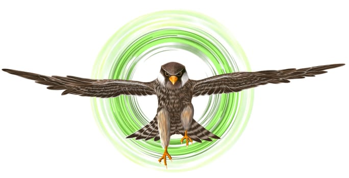 Digital painted The Peregrine Falcon on flying on white backround