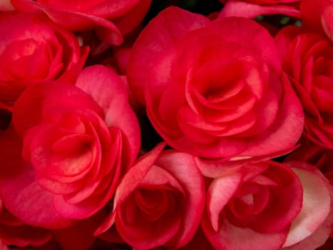 Close-up photo of a bouquet of hydrangeas flowers