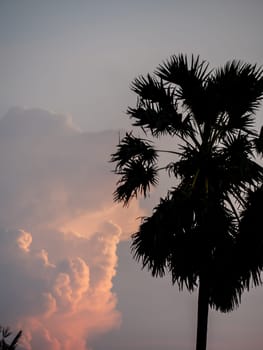 Silhouette of Sugar palm tree with magenta sky and clouds at dusk