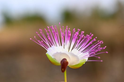 bloom of caper bush, also called Flinders rose