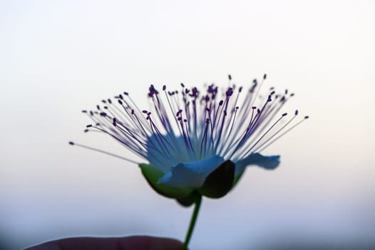 A blooming pink caper flower in a garden 1