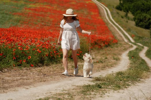 woman with dog. Happy woman walking with white dog the road along a blooming poppy field on a sunny day, She is wearing a white dress and a hat. On a walk with dog.