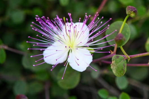 The plant is best known for the edible flower buds (capers). Beautiful details of a caper flower 2
