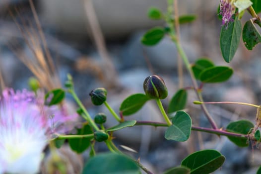 Capparis spinosa flower (also called Flinders rose) in front of a green blurred background of the caper bush