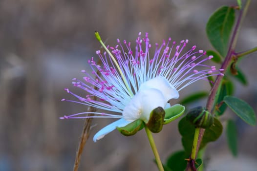 A blooming pink caper flower in a garden 4