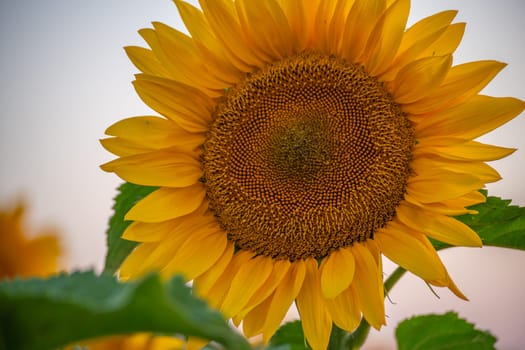 Field sunflowers in the warm light of the setting sun. Summer time. Concept agriculture oil production growing