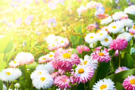 a small grassland plant that has flowers with a yellow disk and white rays