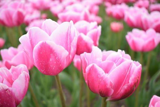 Field with beautiful pink tulips. High quality photo