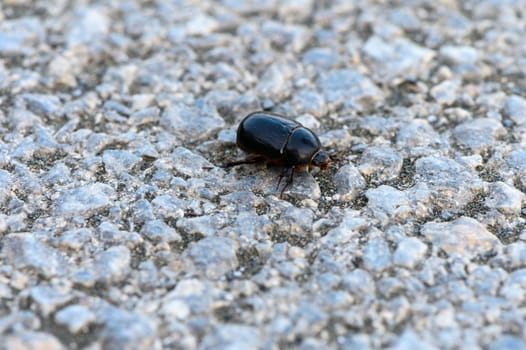 a beetle crawls on the asphalt 1