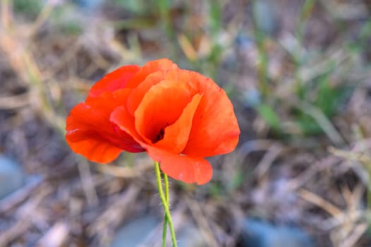 Wild red poppies on the meadow in sunny day. 1