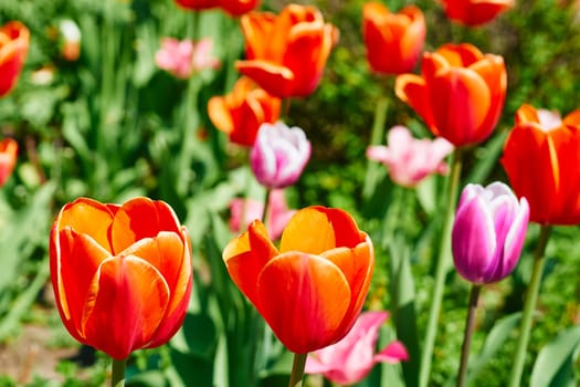 a bulbous spring flowering plant of the lily family, with boldly colored cup shaped flowers