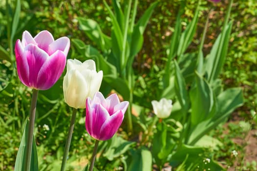 a bulbous spring flowering plant of the lily family, with boldly colored cup shaped flowers