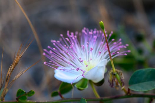 domestic natural bush of green capers with flowers in the garden